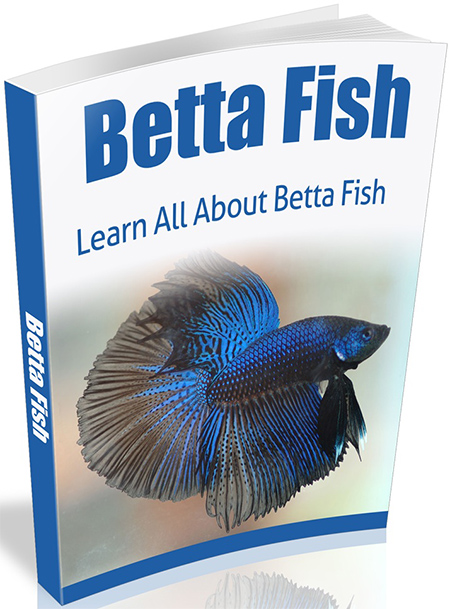 Betta Fish - eBook with Master Resale Rights betta fish