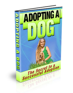 adopting dog