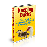 keeping ducks