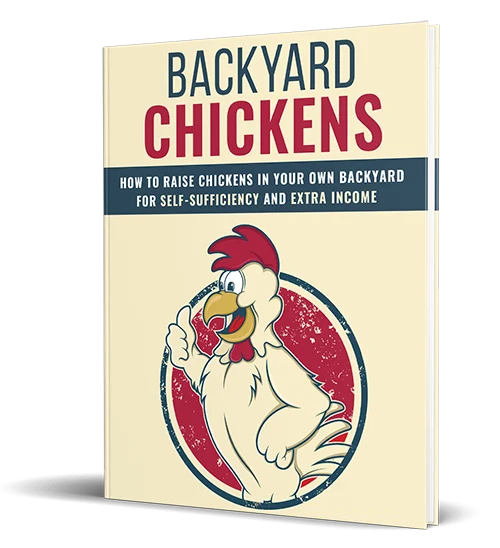 backyard chickens