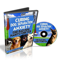 curing dog separation anxiety