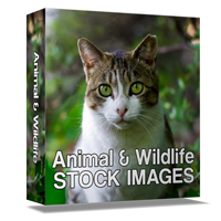 Animal and Wildlife Stock Images